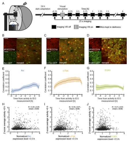 Bringing together immediate early genes and sensorimotor respons...